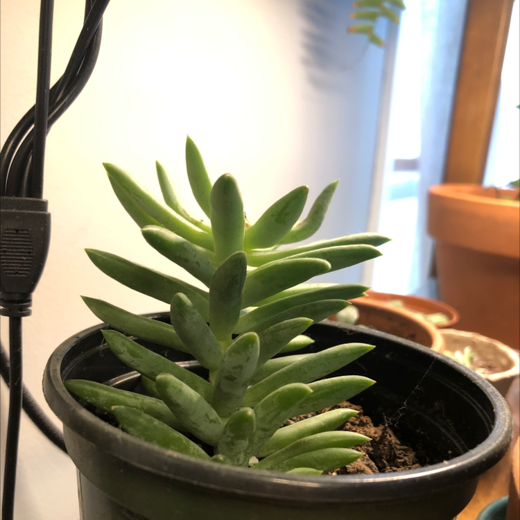 Healthy Pale Stonecrop succulent in a black pot with green leaves, indoor setting.