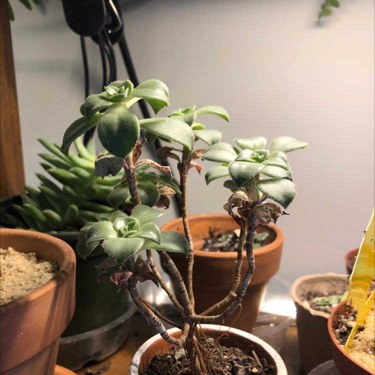 Haworth's Aeonium plant with green rosettes and some browning leaves in a small pot.