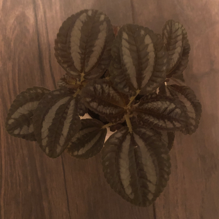 Photo of the plant species Pilea involucrata 'Norfolk' by @Brenurcz named Audrey 3 on Greg, the plant care app