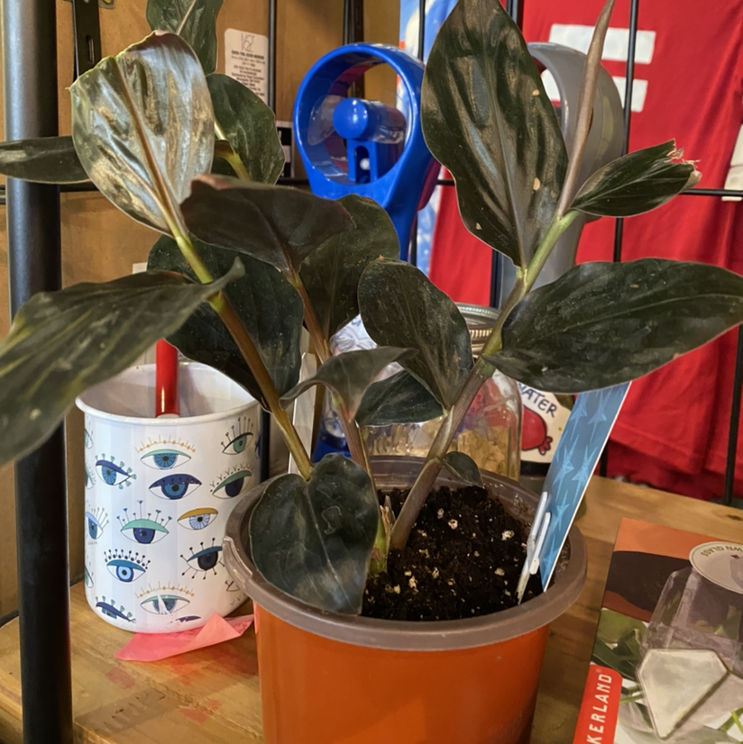 Photo of the plant species Black Ginger by Meowgs named Gojo on Greg, the plant care app