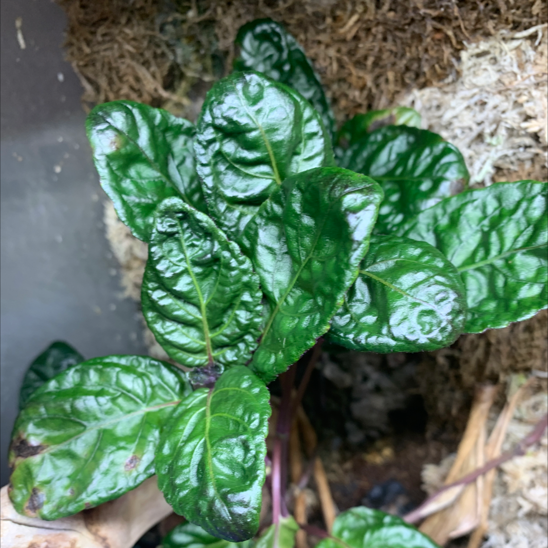 Waffle Plant plant photo by @kynleet_230 named Sir Plancelot on Greg, the plant care app.