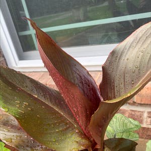 Canna Lily plant photo by @kynleet_230 named Gaga on Greg, the plant care app.
