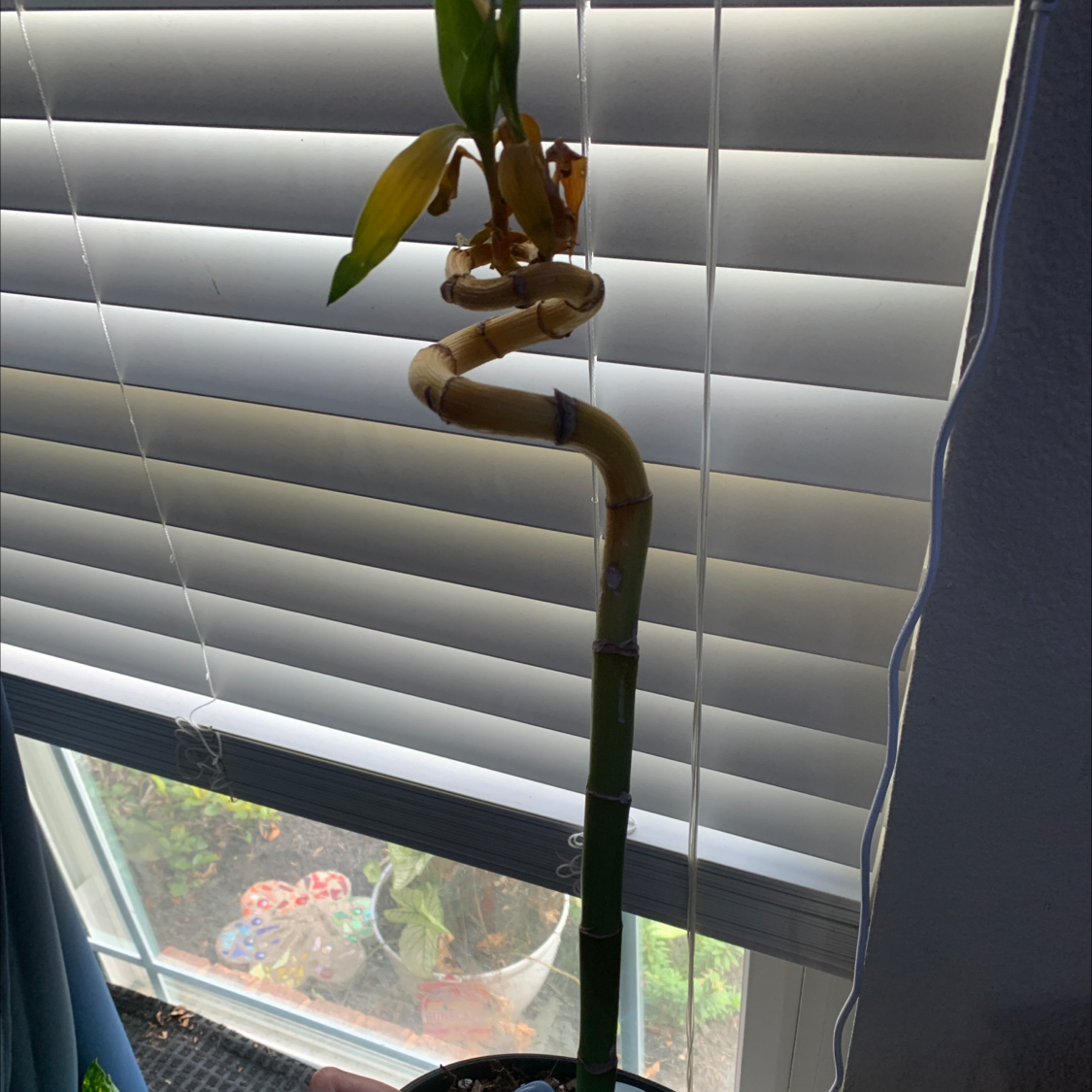 Lucky Bamboo plant photo by @kynleet_230 named Bambi￼ on Greg, the plant care app.