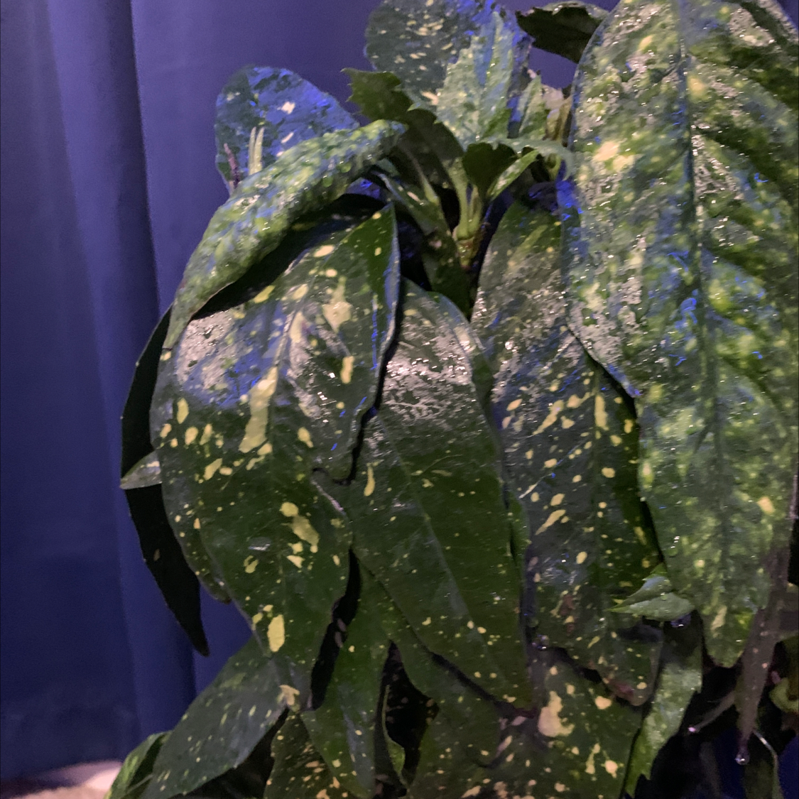 Healthy Japanese Laurel plant with spotted green leaves, characteristic of the Aucuba japonica species. No signs of disease.