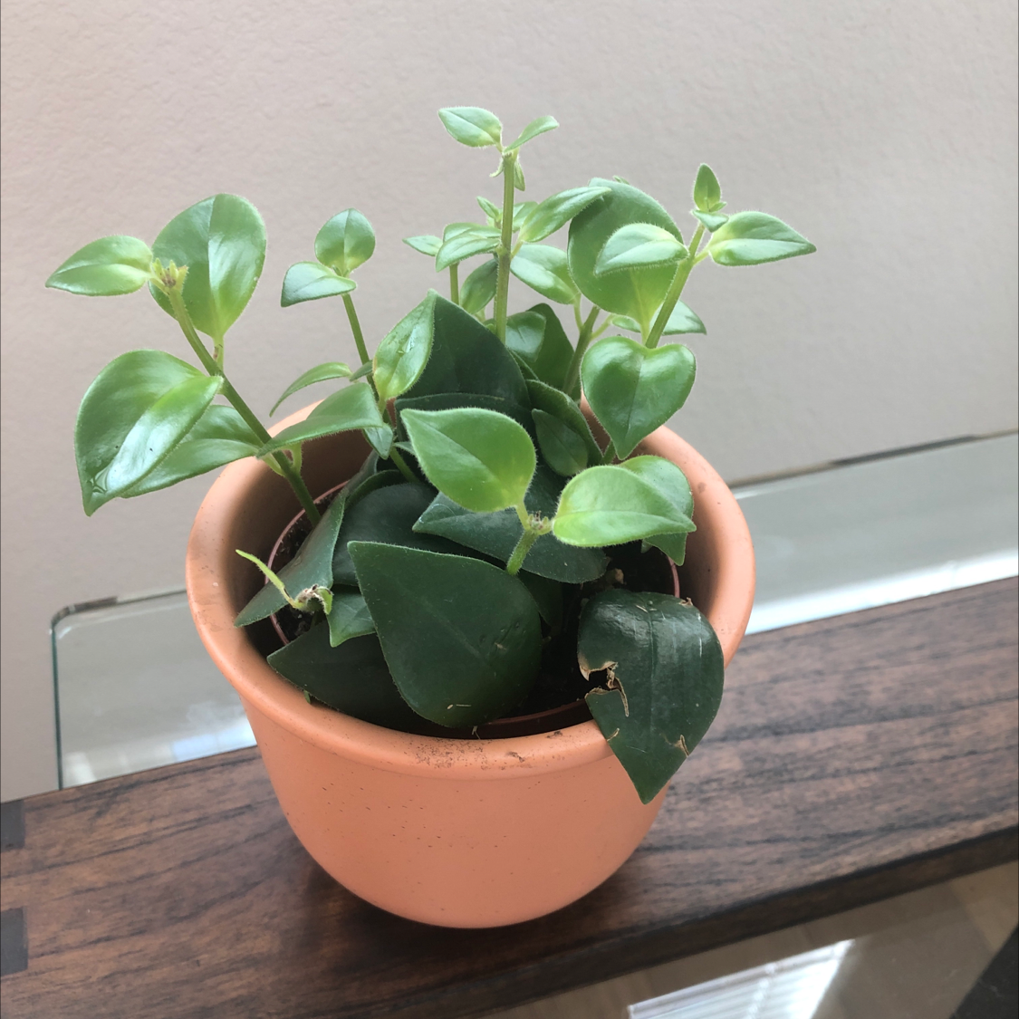 Healthy Lipstick Vine plant in a terracotta pot with vibrant green leaves.