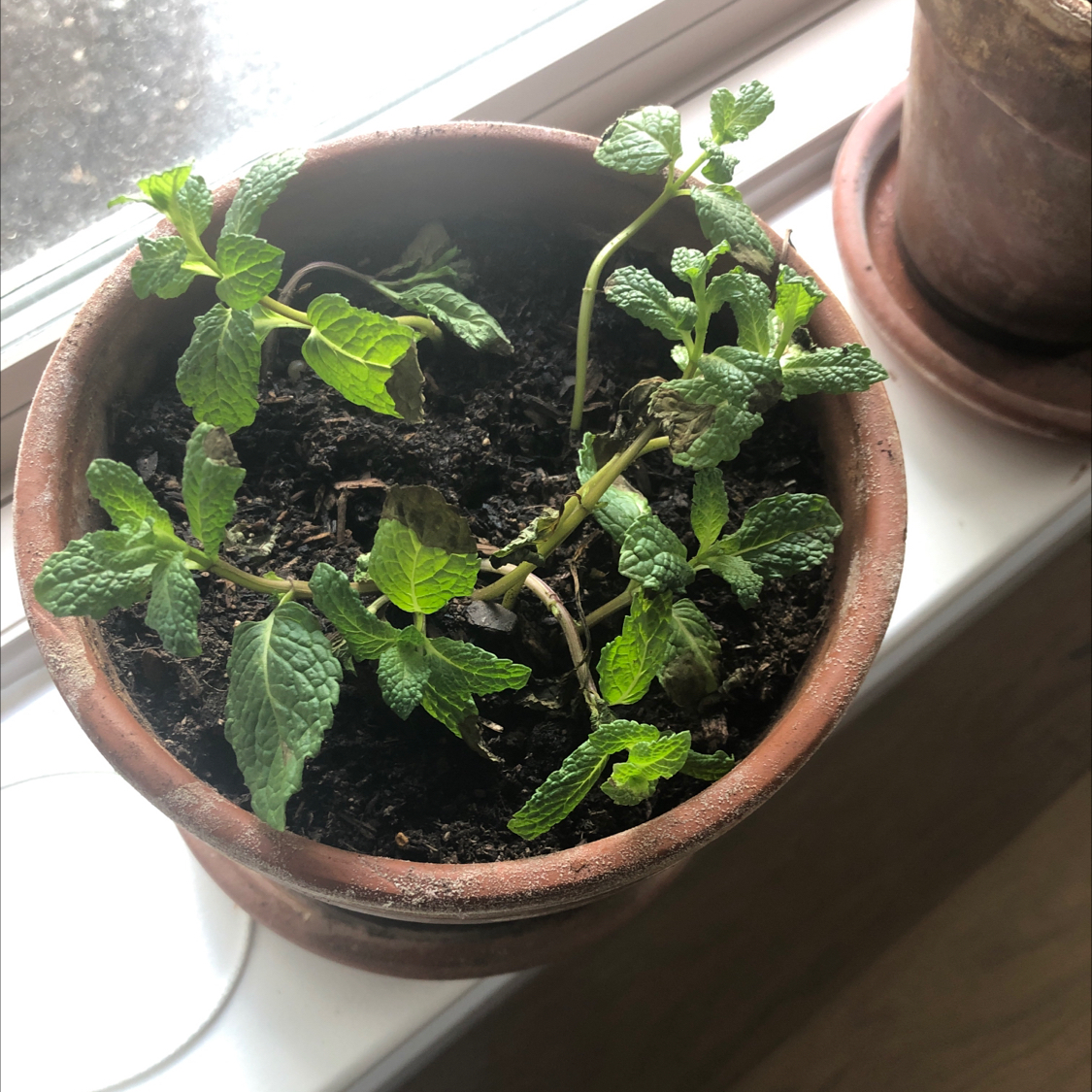 Potted Apple Mint plant on a windowsill with some yellowing and browning leaves.