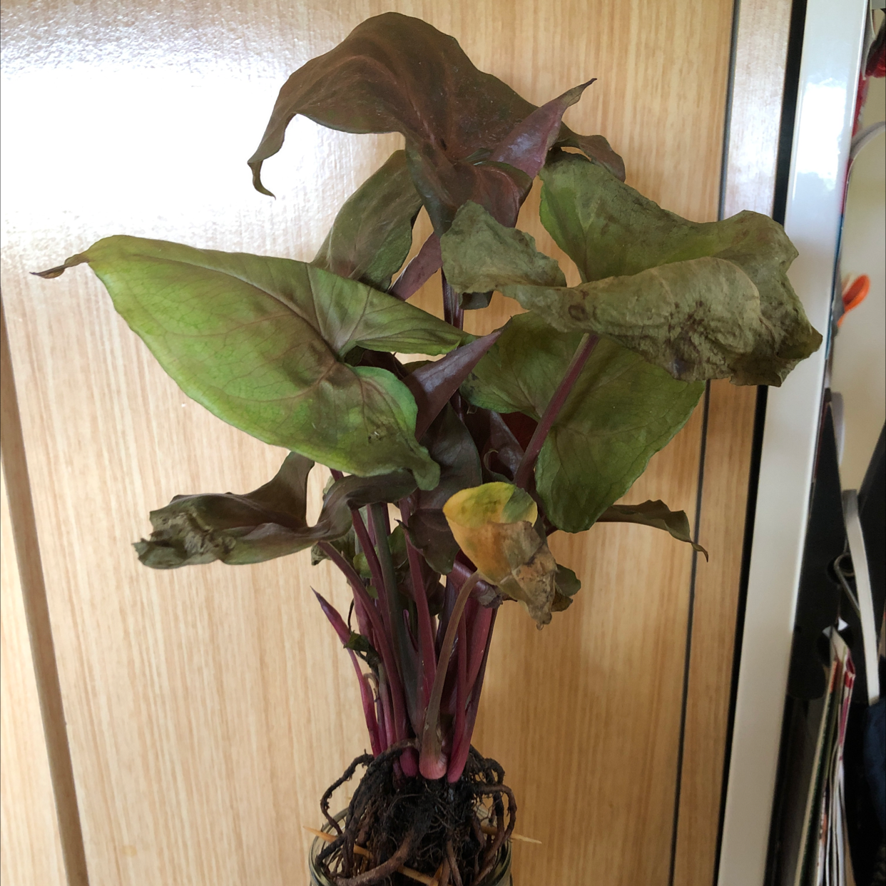 Syngonium 'Berry' plant photo by Clara named Zeba on Greg, the plant care app.