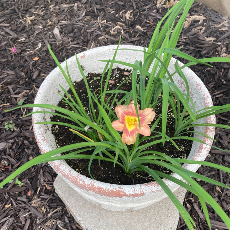 Orange Daylily plant in a pot with a single flower in bloom.