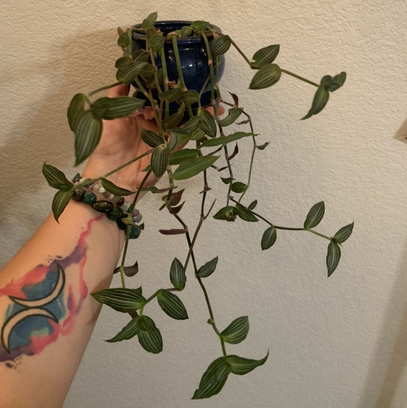 A healthy Baby Bunny Bellies plant with trailing stems and striped green leaves, held by a hand.