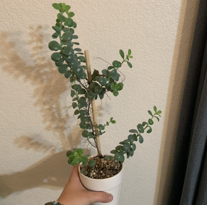 Potted Marnier's Kalanchoe plant with round, succulent leaves held by a hand.