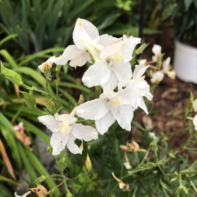 Photo of the plant species Columbine meadow-rue by Karen named White on Greg, the plant care app
