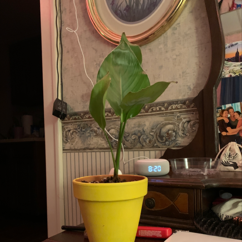 Bird of Paradise plant in a yellow pot indoors with green leaves, mirror and clock in background.