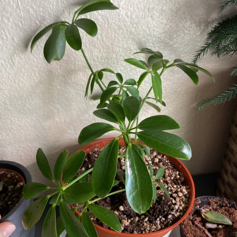 Dwarf Umbrella Tree plant photo by @mars.is.mad named Brella on Greg, the plant care app.