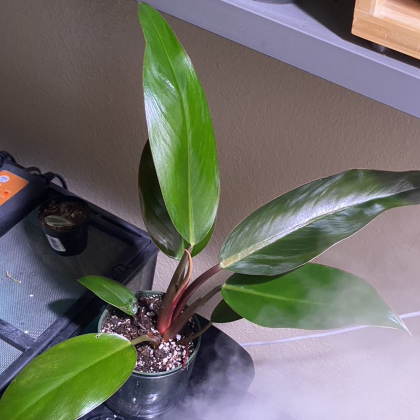 Photo of the plant species Philodendron 'Congo' by @mars.is.mad named Rojjo on Greg, the plant care app