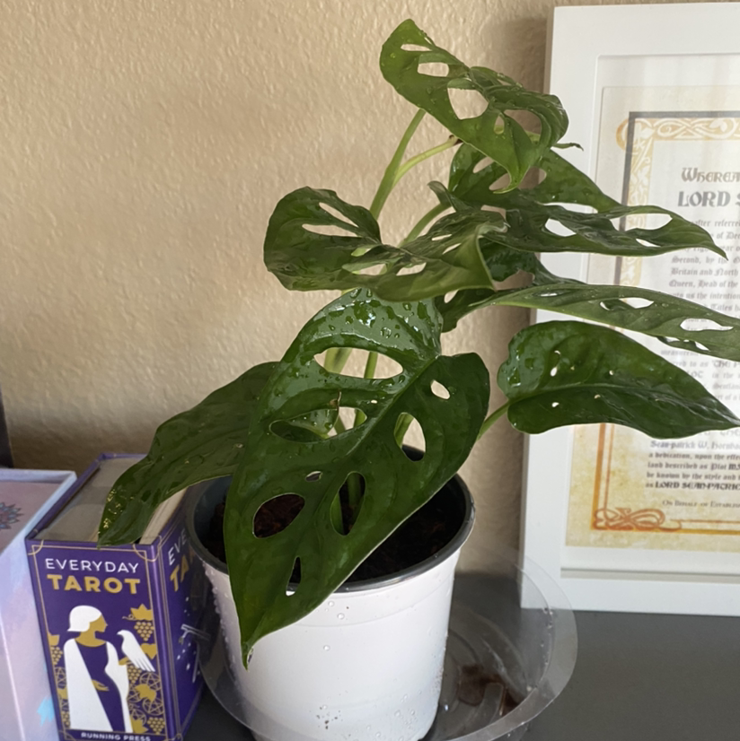 Swiss Cheese Vine plant photo by @mars.is.mad named Cole on Greg, the plant care app.