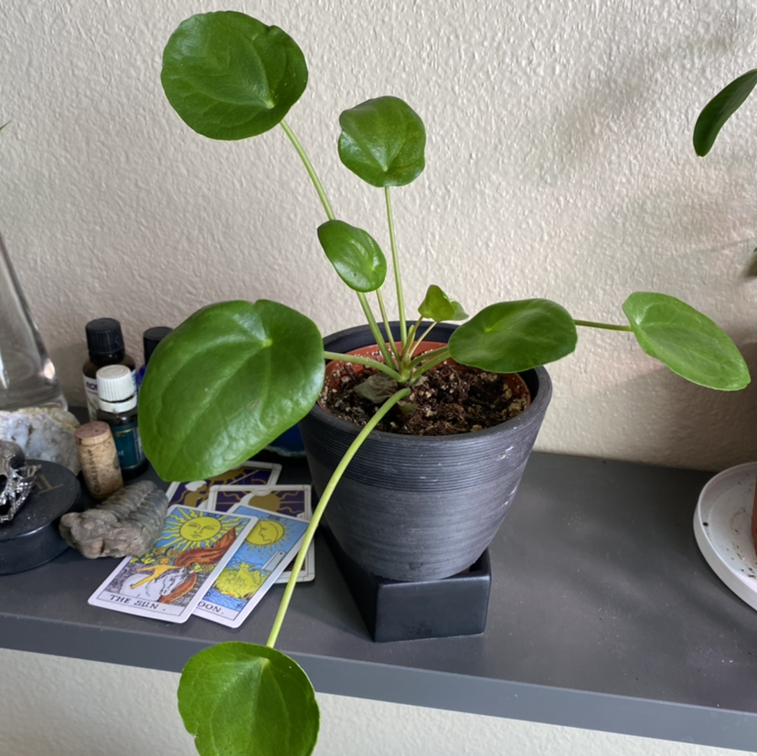 Chinese Money Plant plant photo by @mars.is.mad named Pepperoni￼ on Greg, the plant care app.