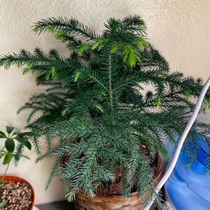 Norfolk Island Pine plant photo by @mars.is.mad named Norry on Greg, the plant care app.