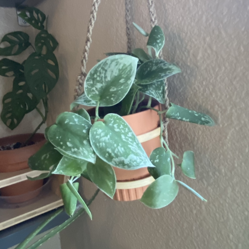 Satin Pothos plant photo by @mars.is.mad named Sliver on Greg, the plant care app.