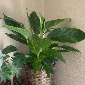 Domino Peace Lily plant in Tumwater, Washington