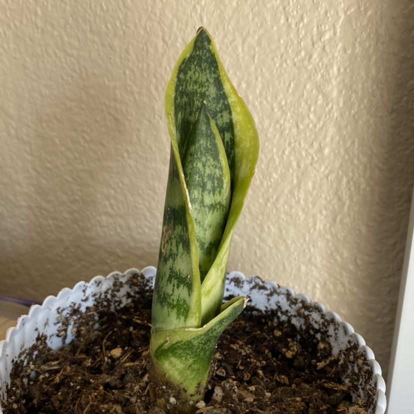 Snake Plant plant photo by @mars.is.mad named Snape on Greg, the plant care app.