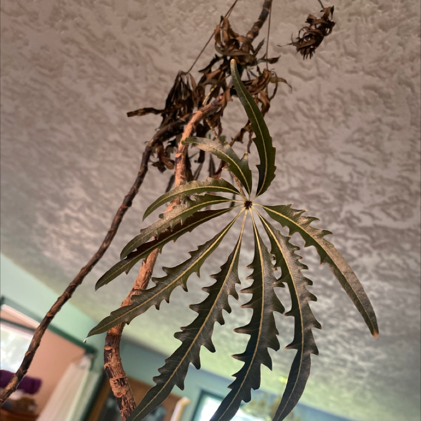 False Aralia plant with browning and wilting leaves, indicating health issues.
