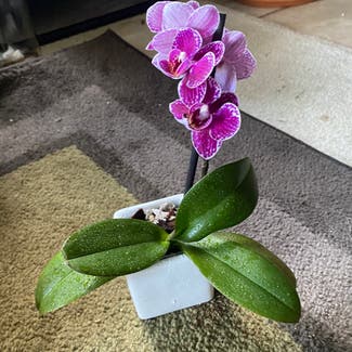 Phalaenopsis Orchid plant in Tumwater, Washington
