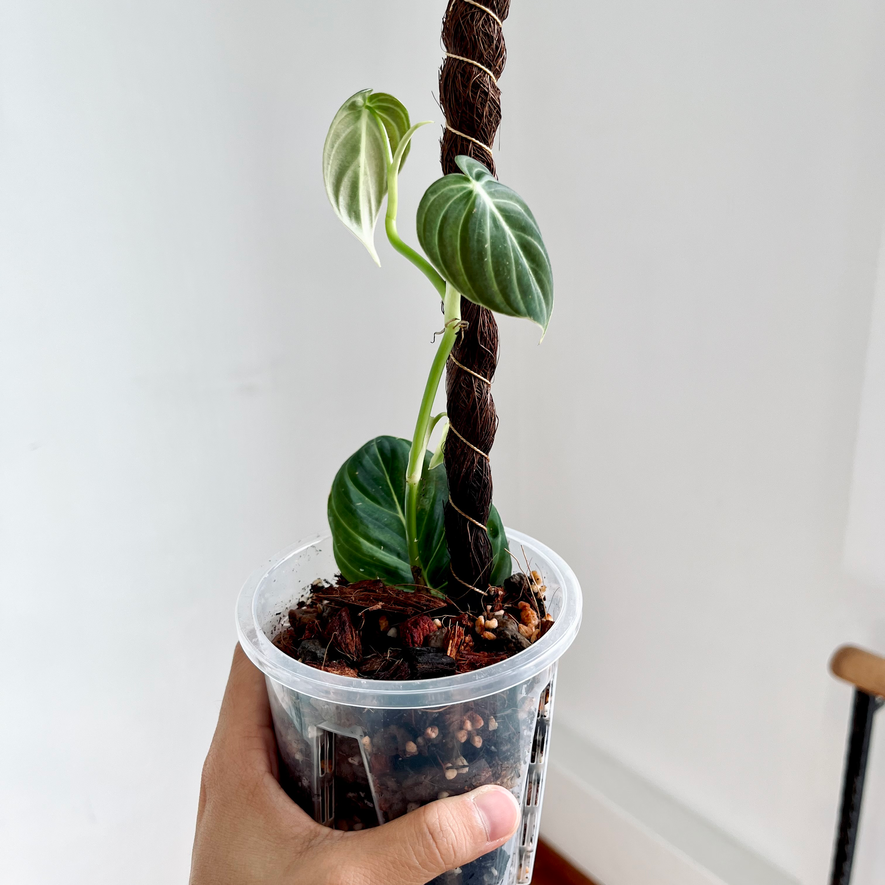 Philodendron melanochrysum x verrucosum plant in a clear plastic pot held by a hand.