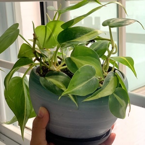 Philodendron Brasil plant photo by @Esthersjungle named Ciara Reneé on Greg, the plant care app.