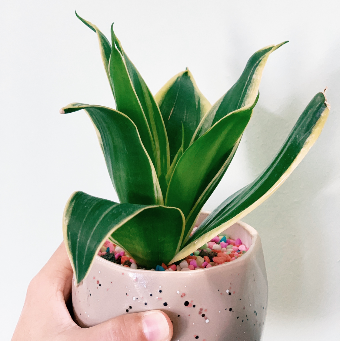 Snake Plant plant photo by @Esthersjungle named Jamiel on Greg, the plant care app.