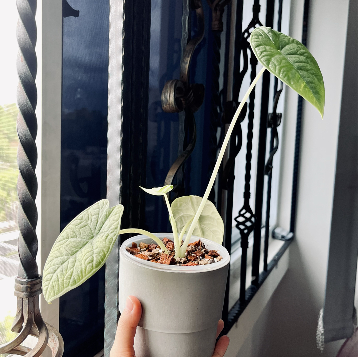 Photo of the plant species alocasia rhino skin by @Esthersjungle named Rebecca jasmelo on Greg, the plant care app