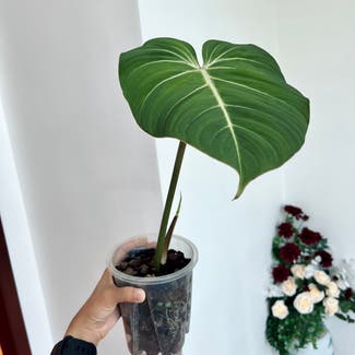 Philodendron gloriosum plant in Somewhere on Earth