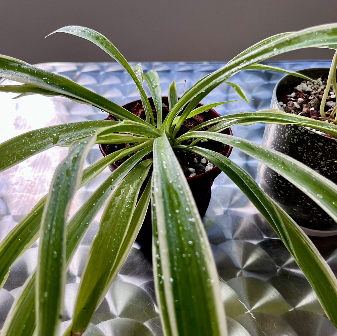 Spider Plant plant photo by @Esthersjungle named Alice Fern on Greg, the plant care app.