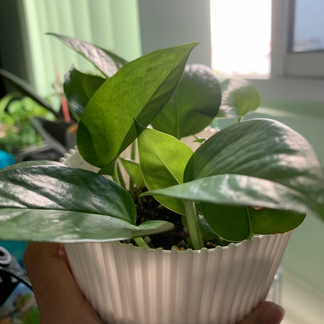 Jade Pothos plant photo by @Esthersjungle named Alexander on Greg, the plant care app.