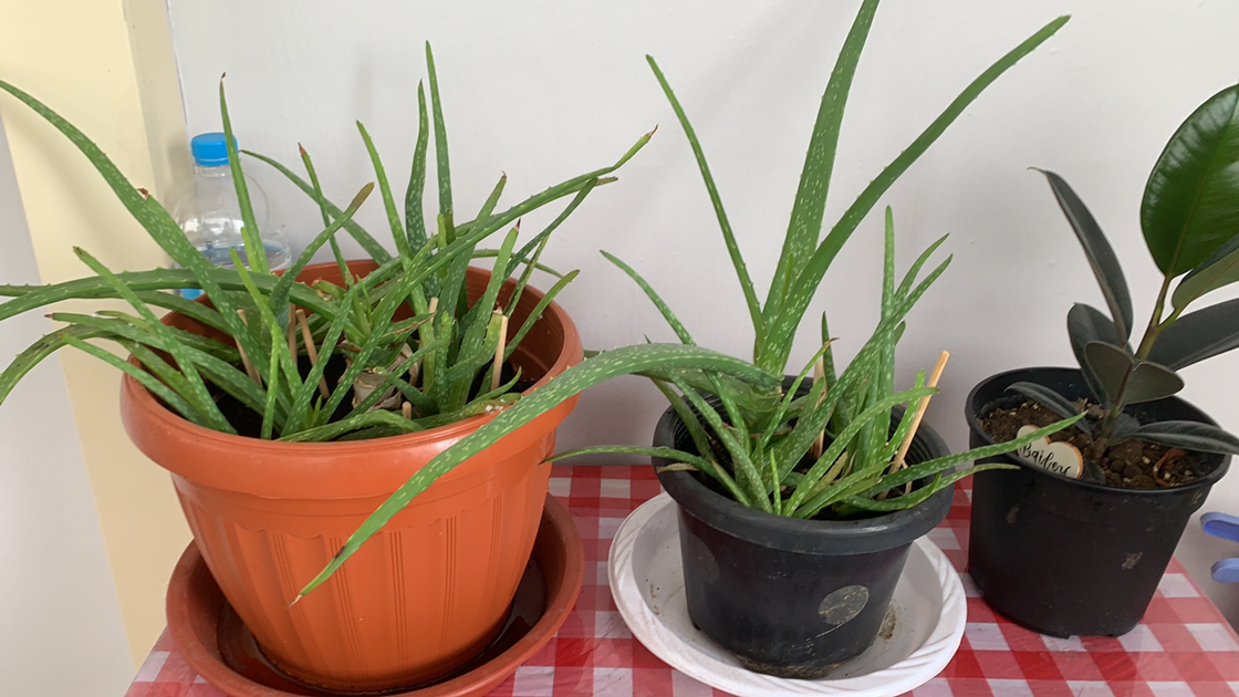 Aloe vera plant photo by @Esthersjungle named Evie and Isa on Greg, the plant care app.