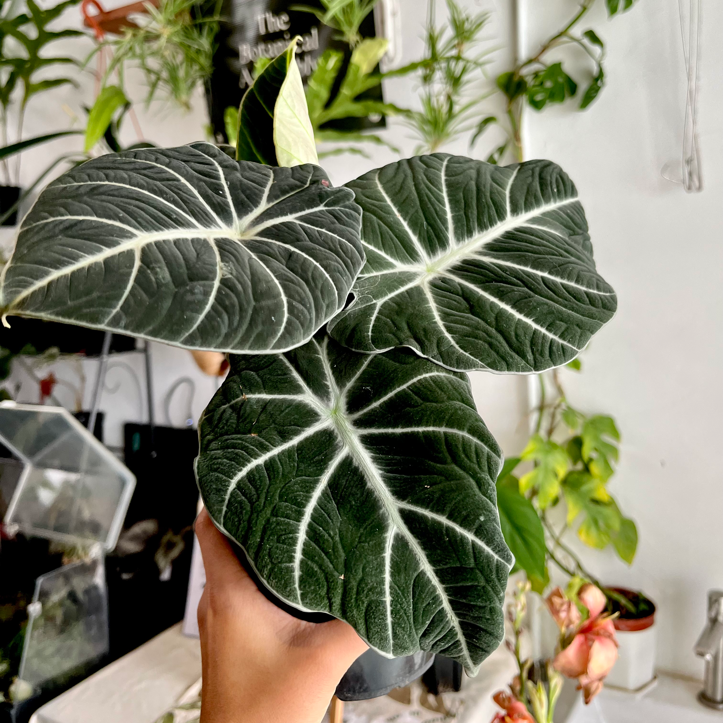 Healthy Alocasia Ninja plant with dark green leaves and white veins, held by a hand.