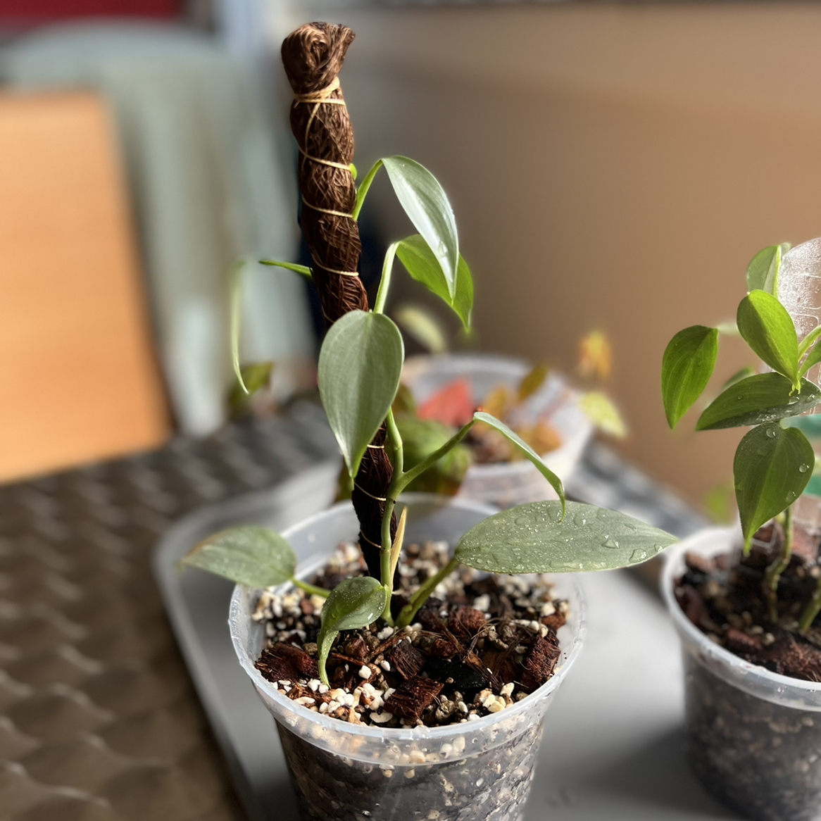 Philodendron Hastatum plant photo by @Esthersjungle named Elphie on Greg, the plant care app.