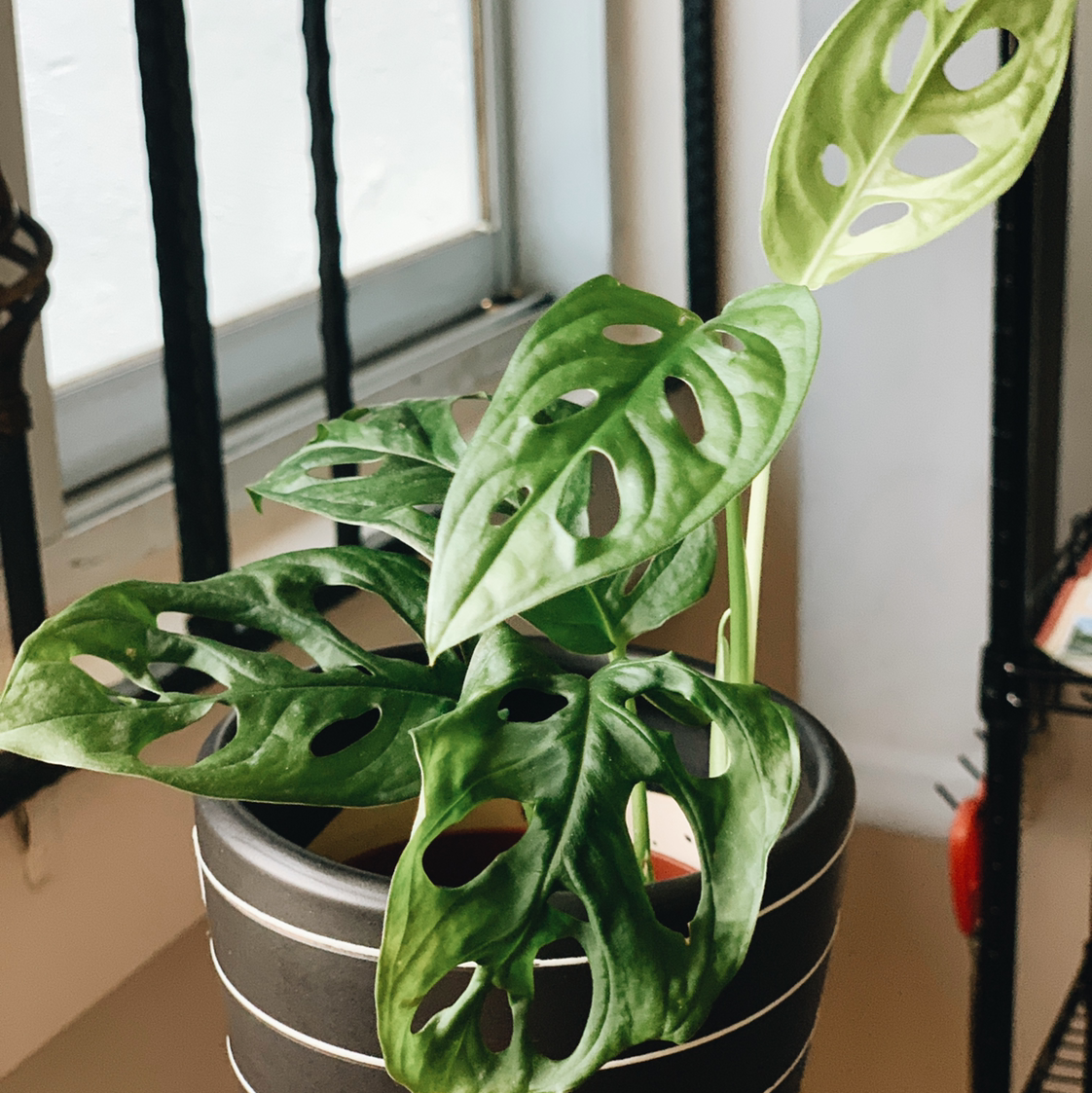 Swiss Cheese Vine plant photo by @Esthersjungle named Josh Planterman on Greg, the plant care app.
