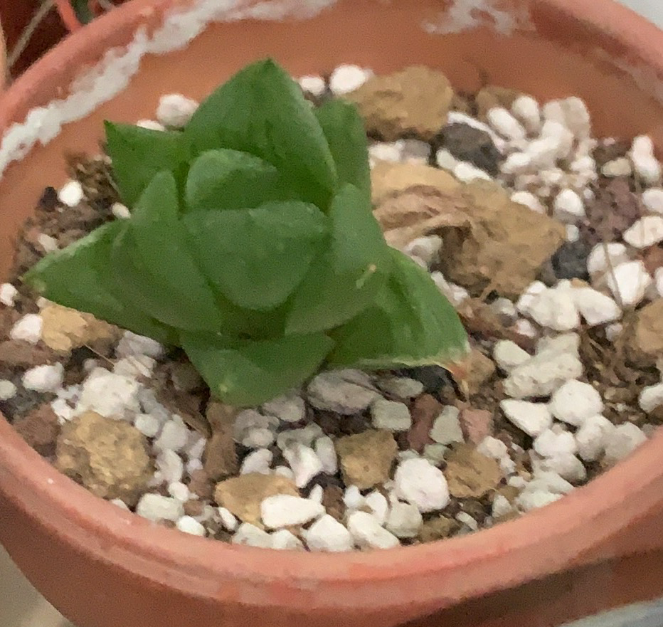 Star Cactus plant photo by @Esthersjungle named Sejal Cactuswala on Greg, the plant care app.