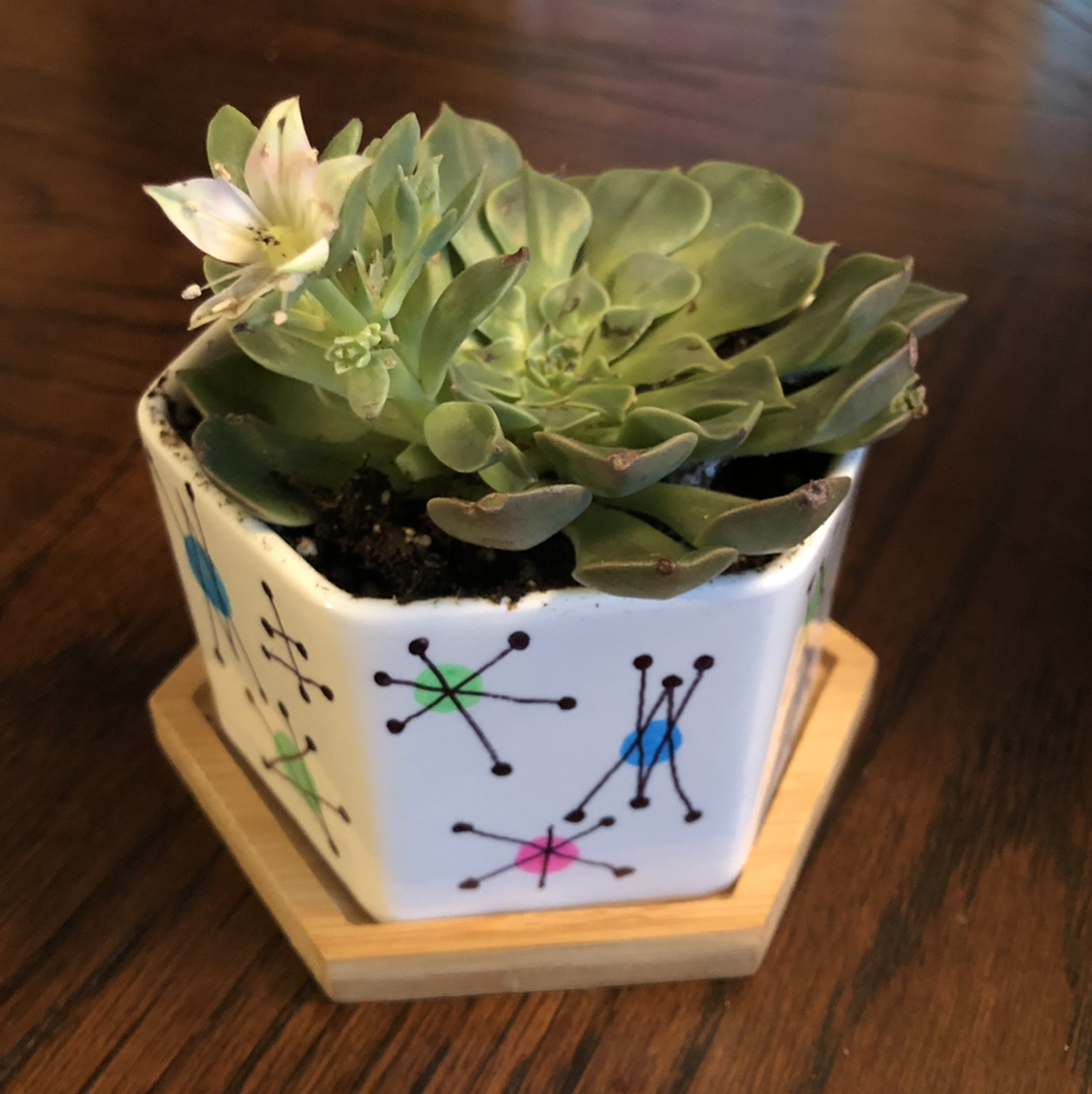 Taciveria 'Tasha' plant in a decorative pot with visible flower and soil.