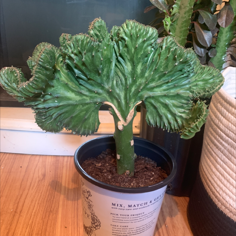 Candelabra Cactus in a pot with visible soil, well-framed and in focus.