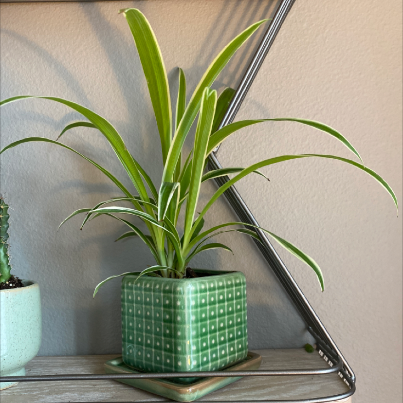 Photo of the plant species Curly Spider Plant by @allysoasis named Zion on Greg, the plant care app