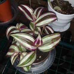 Zebrina plant