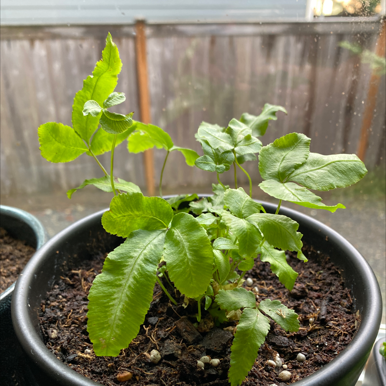 Potted Cretan Brake plant with healthy green leaves and visible soil.