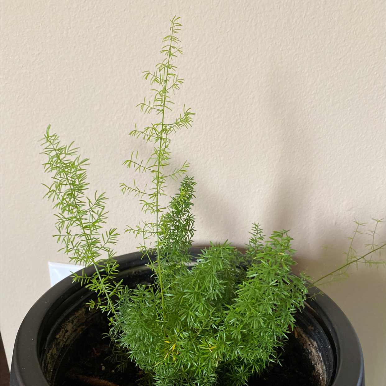 Healthy Plume Asparagus plant with lush, bright green, feathery fronds growing in a black pot against a plain background.