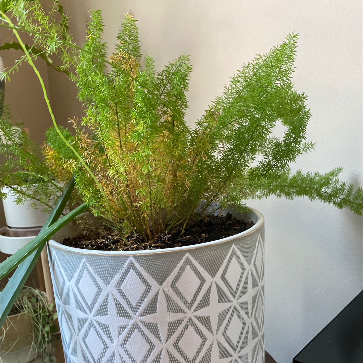 A thriving plume asparagus plant with feathery green foliage in a patterned pot, well-framed and in focus.