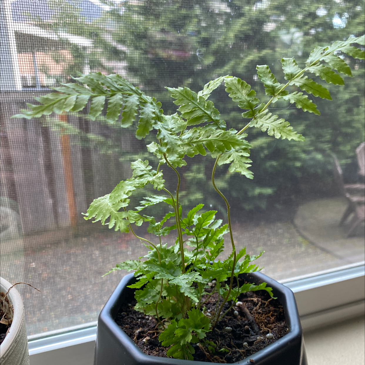 Potted Autumn Fern on a windowsill with vibrant green fronds.