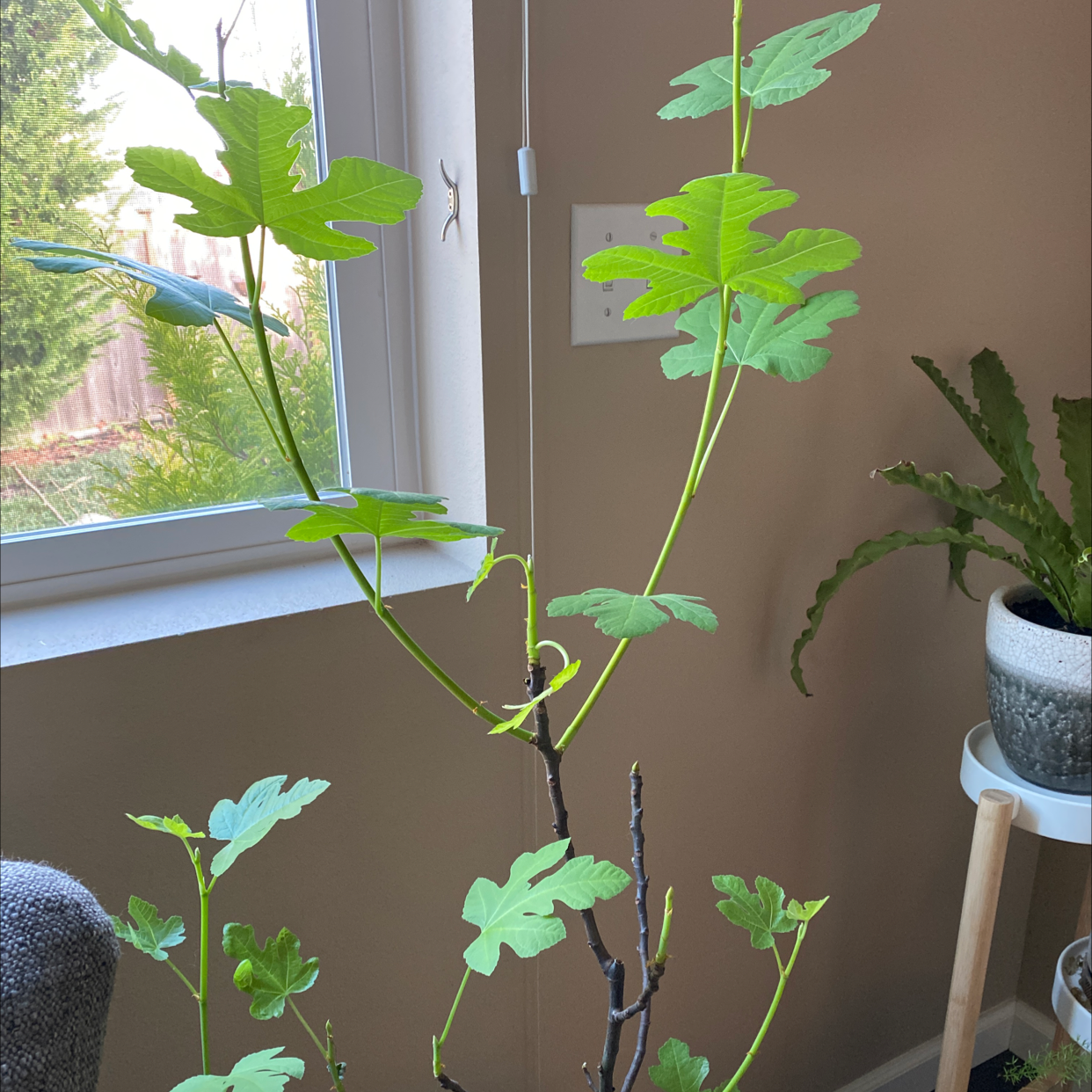 Photo of the plant species Negronne Fig by @HaskiWilli named Figgie on Greg, the plant care app