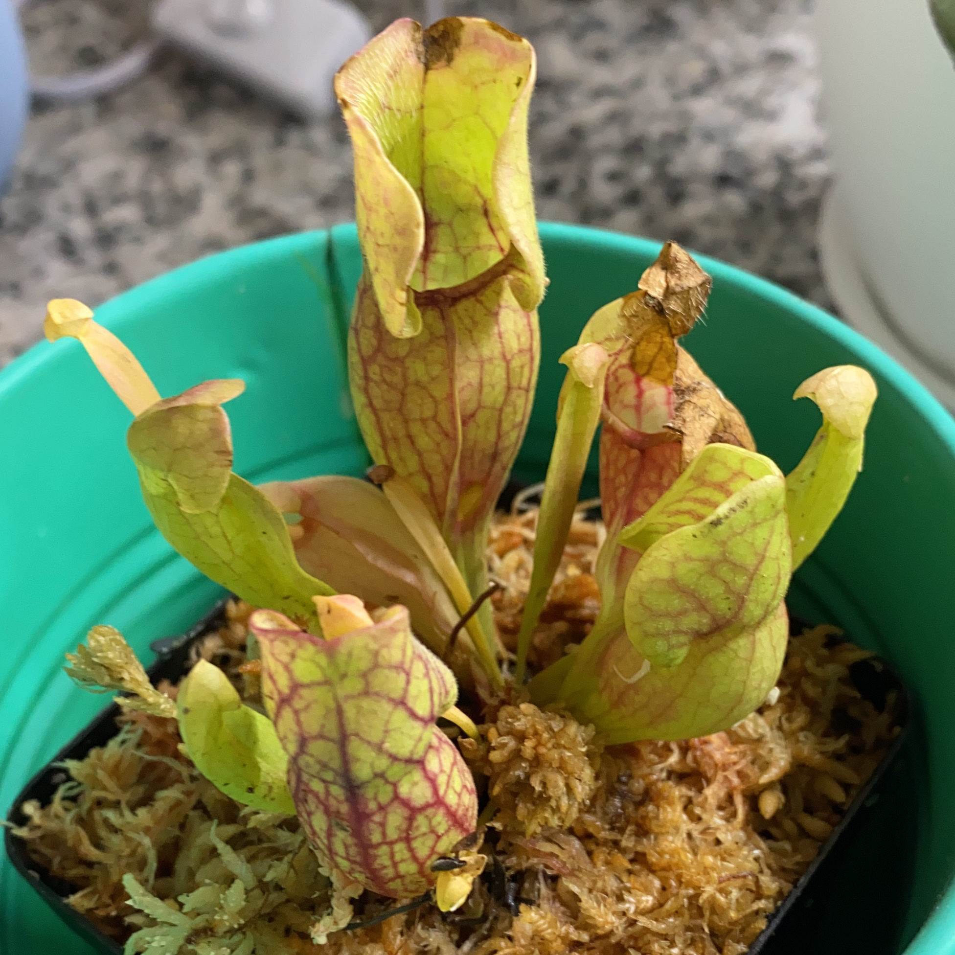 Purple Pitcher Plant in a green pot with visible yellowing and browning pitchers.
