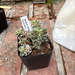 Tricolor Stonecrop plant