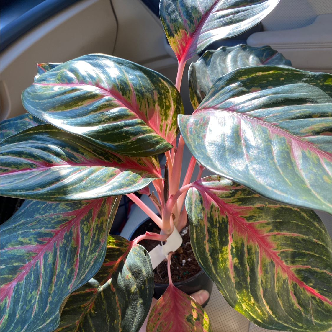 Photo of the plant species Chinese Evergreen by @theplantymammy named Scarlett on Greg, the plant care app